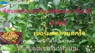 วิธีบำรุงต้นเชอรี่ถูกตัดแต่งกิ่งหยุดออกลูกเป็นปีกลับมาผลดกไม่ต้องพึ่งปุ๋ยสารเคมี@ MamLada Channel