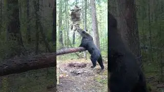 Всё медведь обиделся, ушёл, а нет, назад идёт.