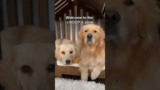 Please give us a BOOP! 🥹👆 
