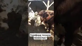 66 бош тозза герефордлар келди 903057667
