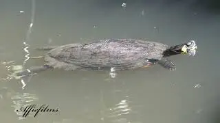 Terrapin chilling in the Leeds - Liverpool Canal. Filmed with a Lumix Fz82 in 4K