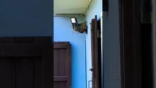 🐦🪺 Guardate dove ha fatto il NIDO questa tortora.... ☺️💙 #nido #nest #birds #tortora