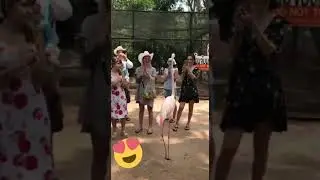 Танцует лезгинку розовый фламинго 😁👋👋👍🙌🙌