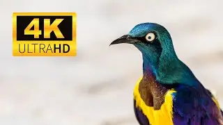 Most Beautiful Wildlife Birds in Planet Ultra HD Clips Collection