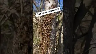 SAVING OUR BEES! SWARMED?! ‼️🐝 #shorts #savethebees #bees #beeswarm