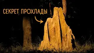 Как Термитники Спасут Человечество