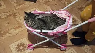 Кот катается в коляске