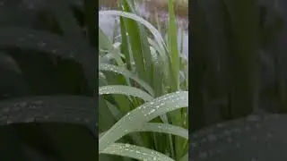 Родные просторы 🌳🌳🌳