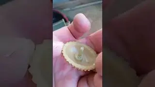 Фуражка, погоны, кокарда и другие знаки отличия Советский союз