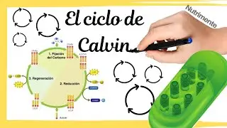The Calvin-Benson Cycle - [Step by step with review and final summary]