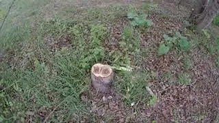 борьба с зеленью и красотой на Лодочной