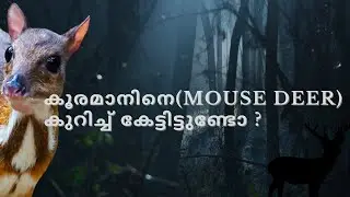 കൂരമാൻ - എലിയോ - മാനോ ? :ജൈവലോക പരിചയം