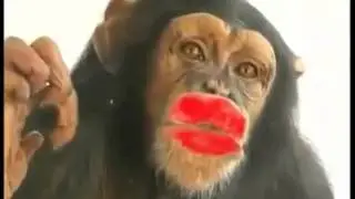 Поцелуй обезьяны