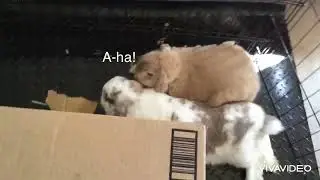 Bunny hide and seek
