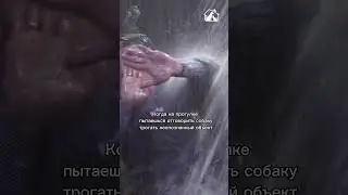 Типичная ситуация на прогулке 😅