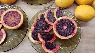 Апельсиновий настрій у теплиці! Багато апельсинів не буває. Harvest 2023