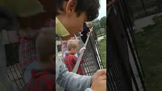 Taigan Tigers on the Loose 1