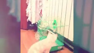 Кошатина