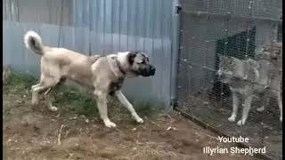 Turkish Kangal vs Wolf test
