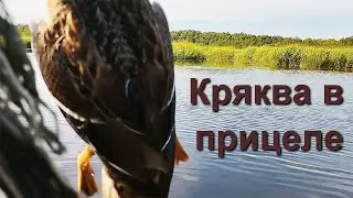 Охота на утку в Беларуси, Осень 2023 Часть 2