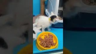 Необычно очеловеченная кошка Нина и ее три дочери!