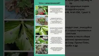 Что с земляникой?🍓