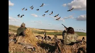 Охота на гуся в Казахстане. Аркалык.