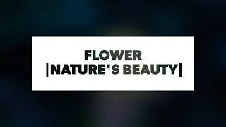 Flowers |Beauty Of Nature|