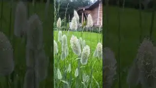 Мой сад. Злак зайцехвост, выращенный из семян.