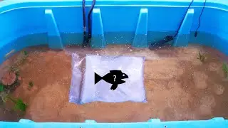 Raising The Rarest Fish in North America!