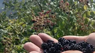 Böğürtlen, Haydi böğürtlen yemeye gidelim .😋 Kütahya #eating blackberries#Türkiye