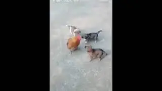 Horoz ve Köpek dövüşleri #funny #dog #chicken