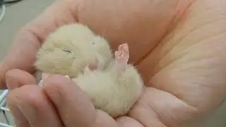 Small Hamster Baby Sleeping in Hand