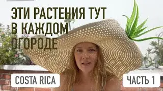 Растения в огороде в Коста Рике. Что растет у всех?