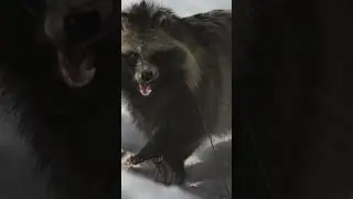 Raccoon dog: Ussuri fox 😍 