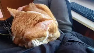 Cat Fell Asleep On Daddy's Lap