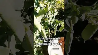 Bezelye yetiştirme