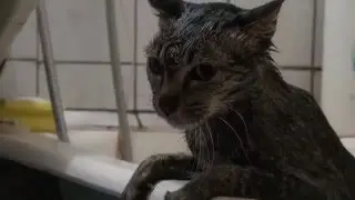 мойка Чины