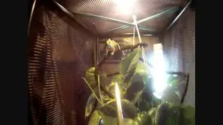 RANGO HA FAME!!!
