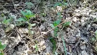 Битва драконов! ... маленьких...
