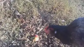 Опухоль глаз у курей
