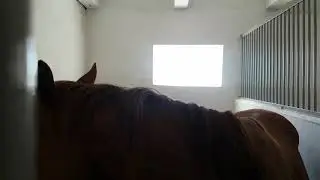 Лошадка