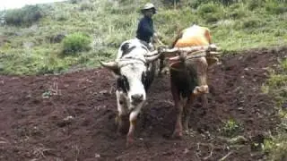 SEMBRANDO PAPAS EN EL VALLE SAGRADO DE CUSCO EN PERÚ * Parte 1