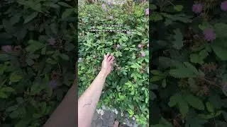 Знали? Мимоза - акация. #ботаника #цветы #растения