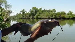 CRAWDADS, STRIPERS, CATFISH  ... 'SHAG SLOUGH' UPDATE