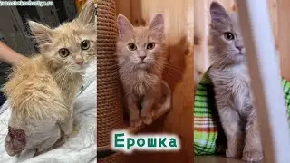 Ерошка