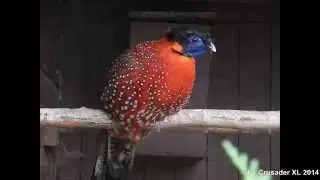 Vogelpark Niendorf /Germany - Bird Park Niendorf / Germany by Crusader XL