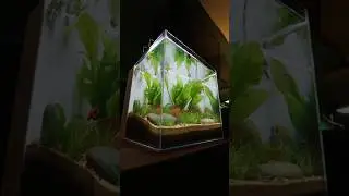 Added fish to our Amazon Sword  tank! 
