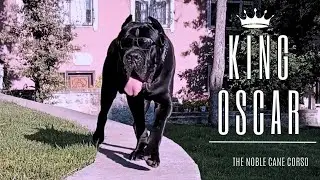 HE LOVES TO WALK WITH HIS GLASSES / THE NOBLE CANE CORSO / @KINGOSCAR19 @YouTube