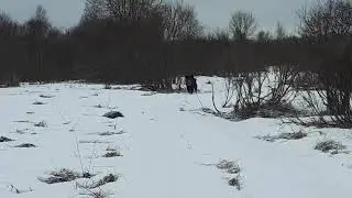 Кабан который днем решил пройти свои владения...